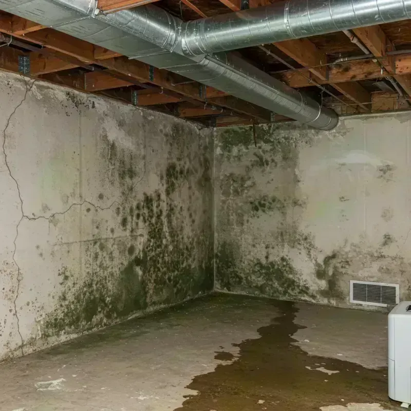 Professional Mold Removal in Pigeon Forge, TN